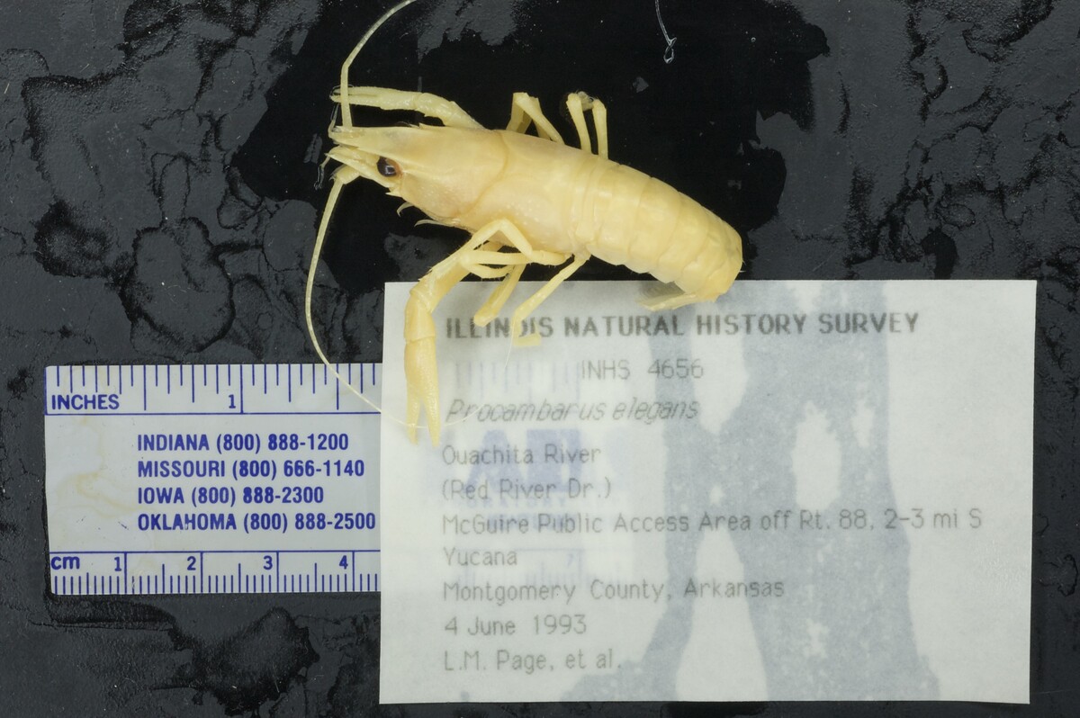 Procambarus elegans image